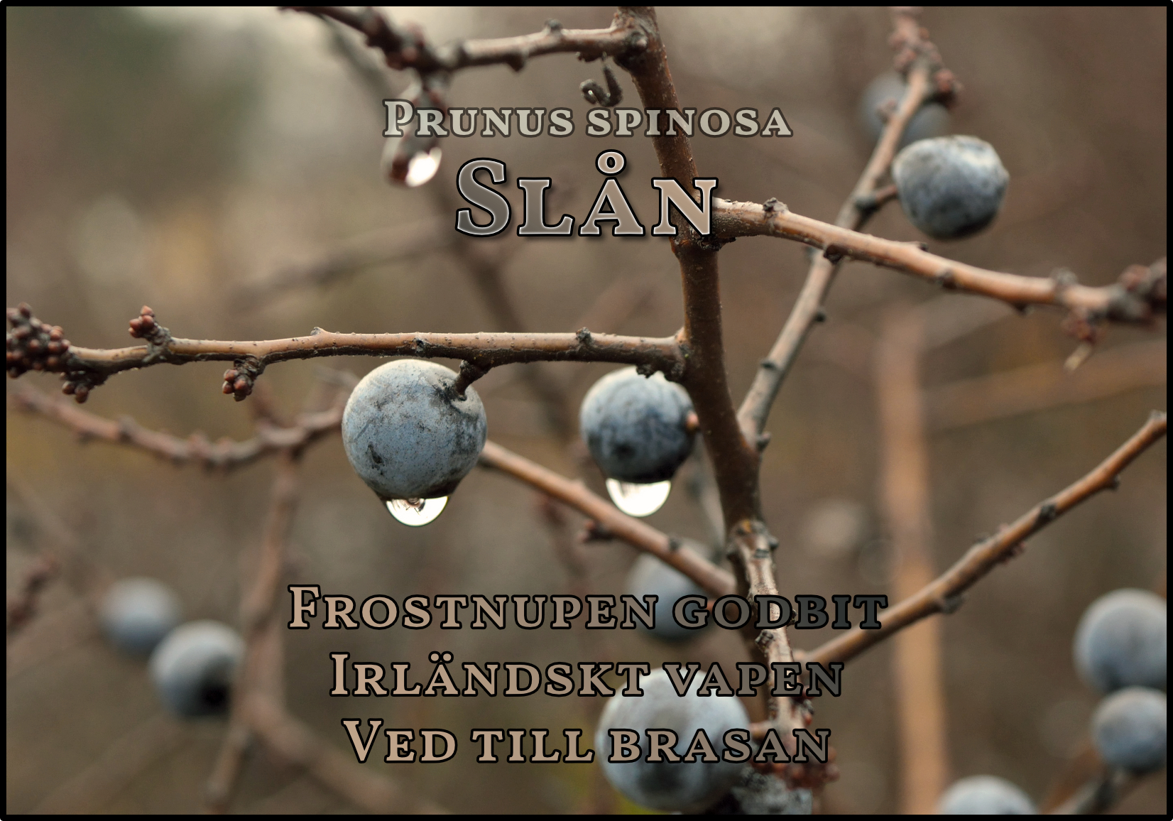 Slån (Prunus spinosa) – Käppar, sprit och häxkonst